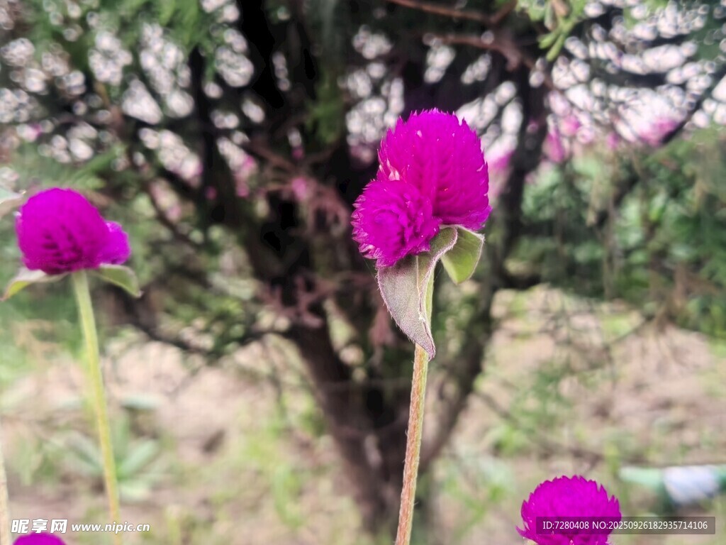 娇艳紫花绽放于枝头