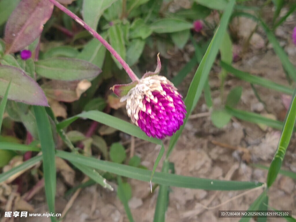 紫色花苞绽于草丛中