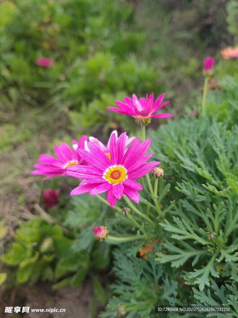 娇艳绽放的粉色花朵