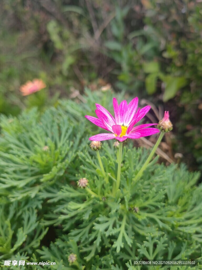 娇艳绽放的粉色波斯菊