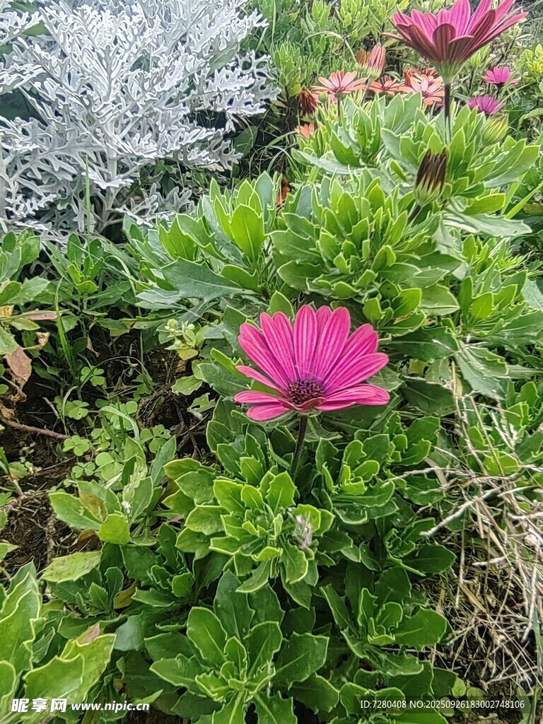 娇艳绽放的粉色花朵