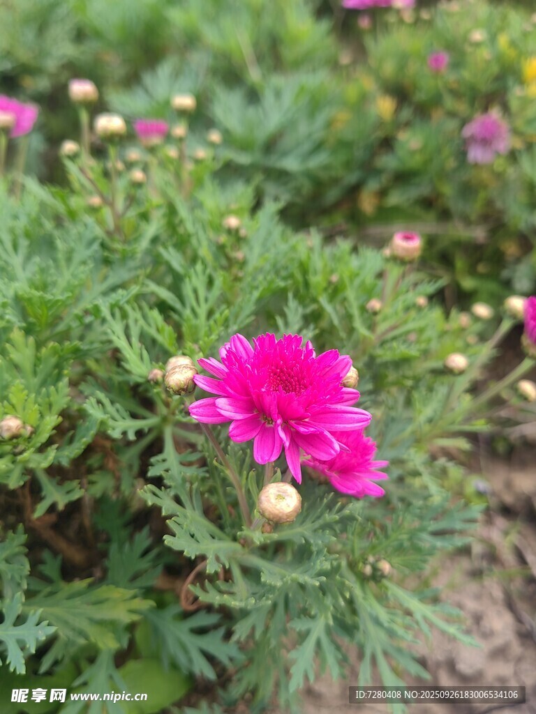 娇艳绽放的粉色小菊花