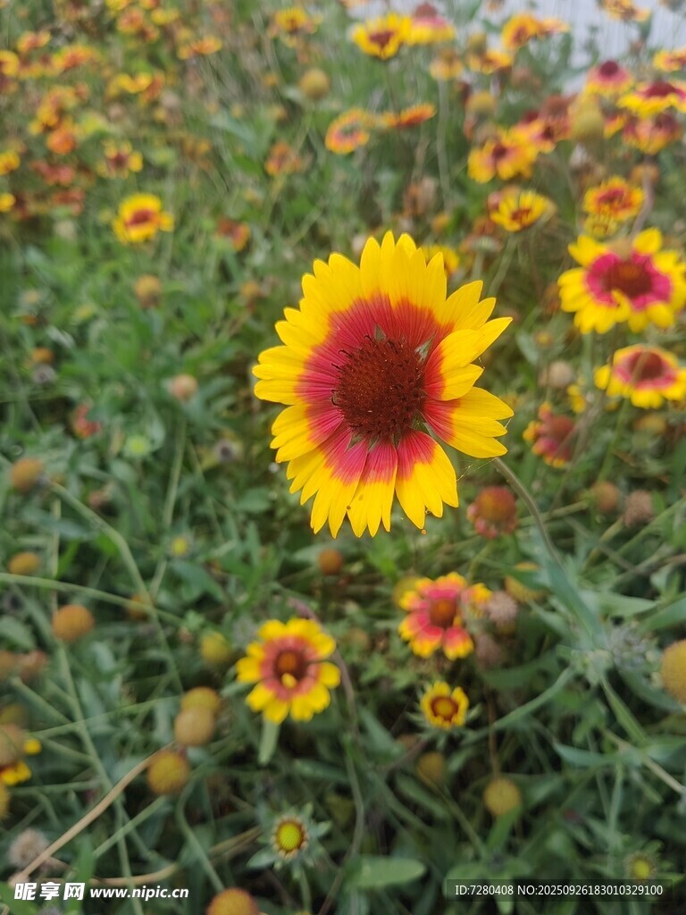 灿烂金鸡菊绽放花田