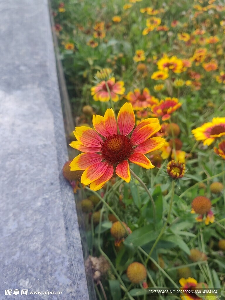 石边绽放的多彩菊花