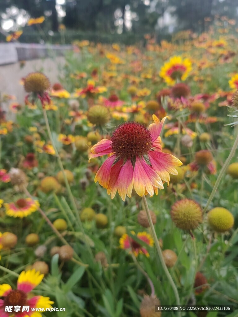 绚烂花海中的多彩天人菊