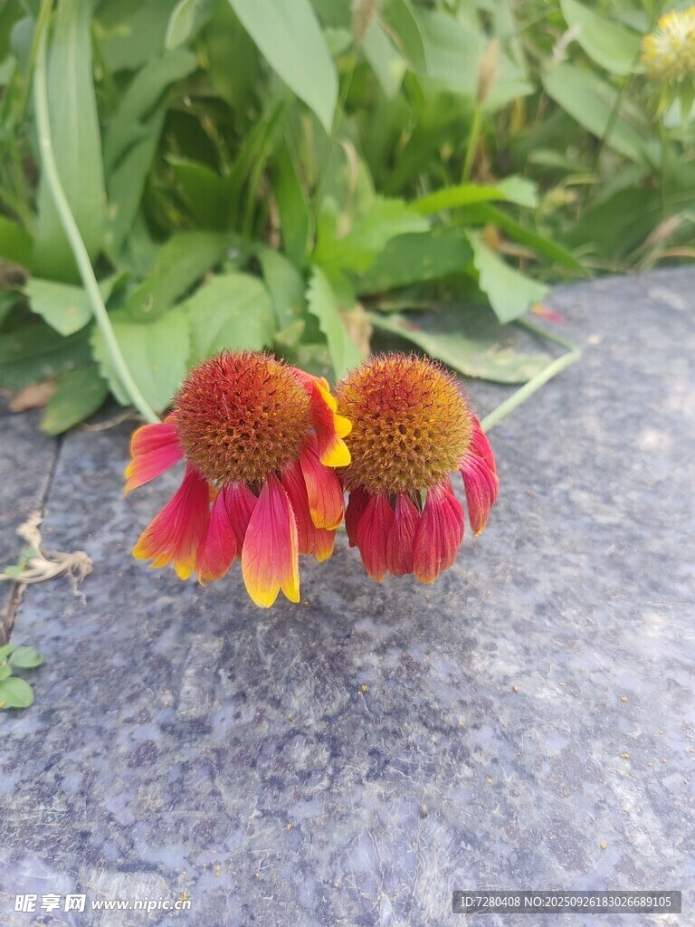 两朵绚丽多彩的松果菊