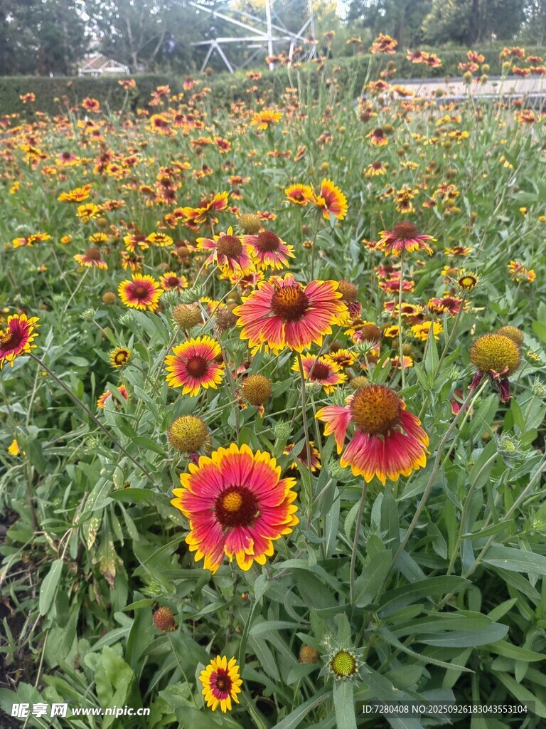 绚烂百日菊盛放的花田