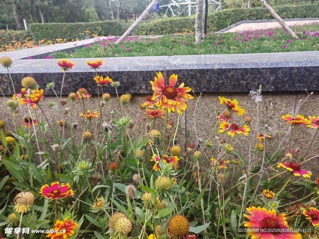 多彩花卉绽放美丽花田