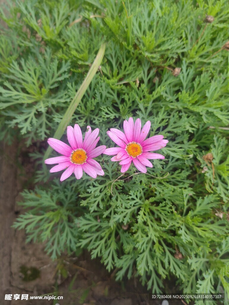 两朵粉色小花绽放草丛