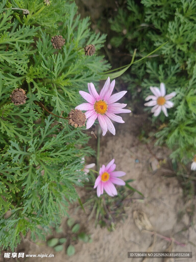 草丛中的美丽粉色小花
