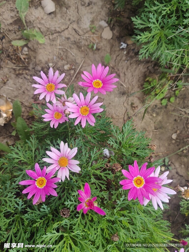 多彩勋章菊绽放于草地