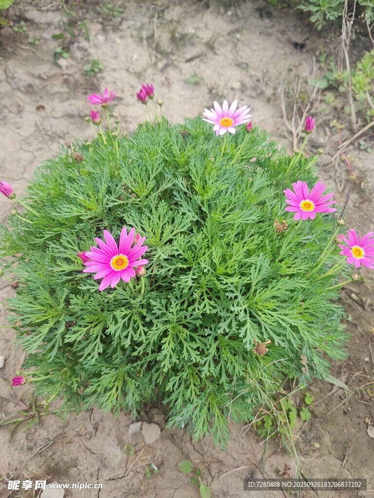 花丛中的多彩雏菊