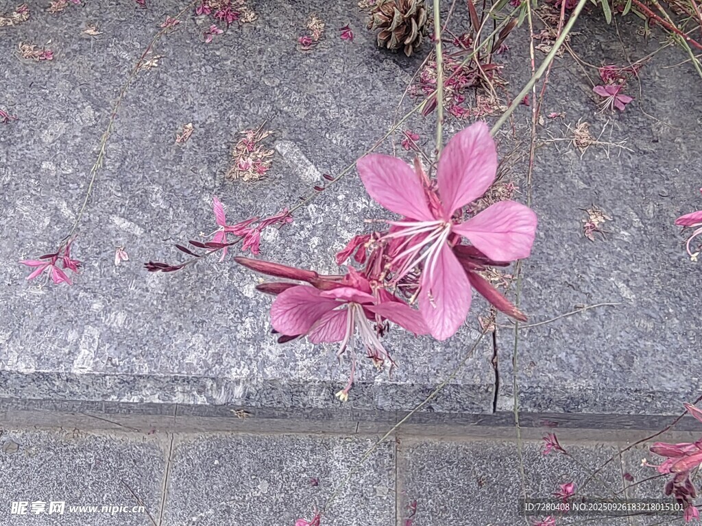 地上的粉色落花与花枝