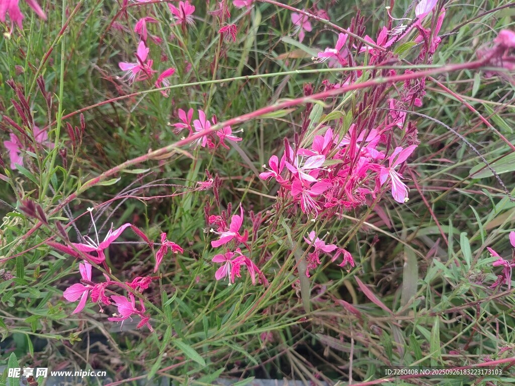 粉色野花绽放于草丛间