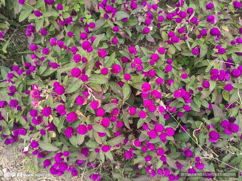紫色花卉繁茂景象