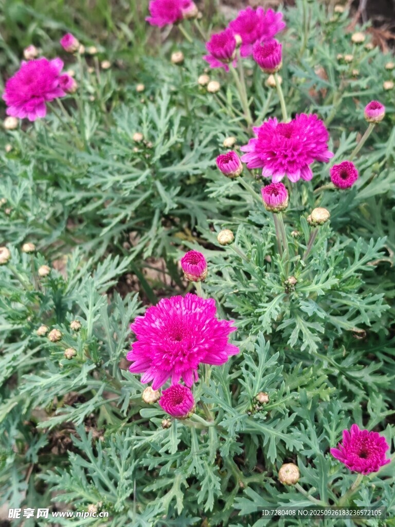 鲜艳玫红花朵绽放绿叶间