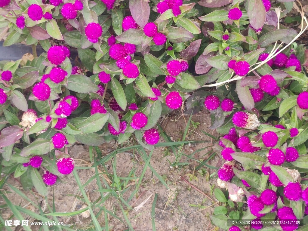 艳丽紫花绽放于绿叶间