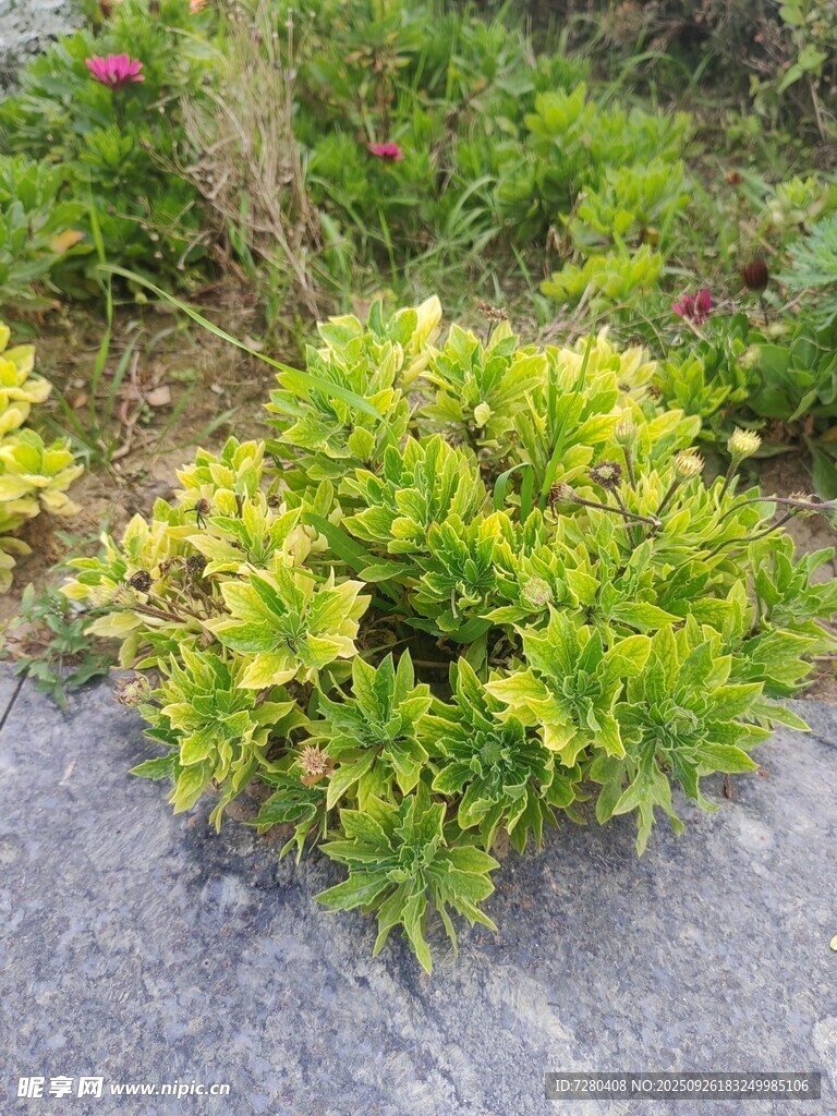 路边翠绿植物生机勃勃