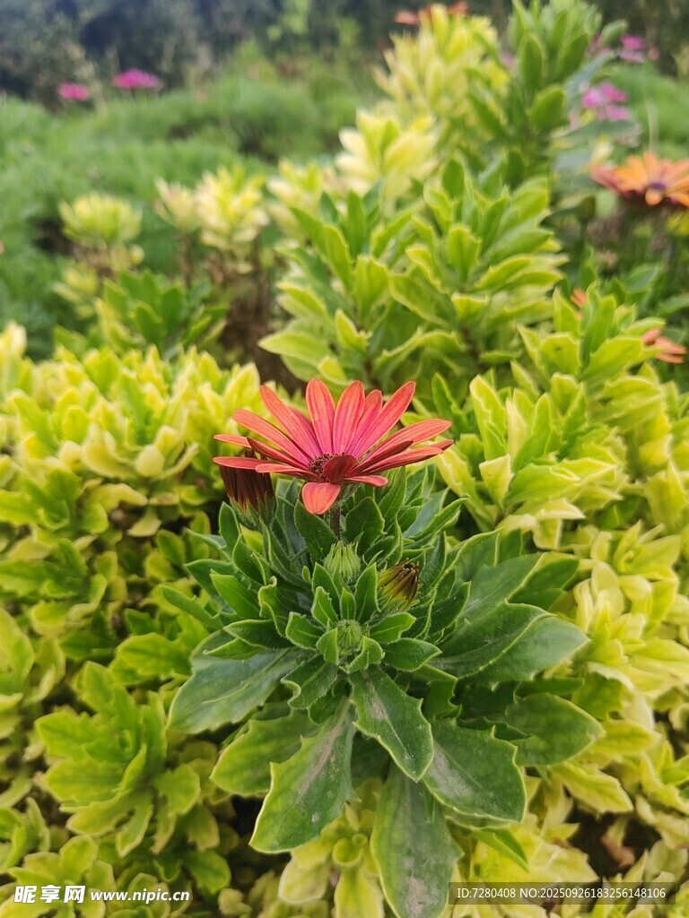 绿叶丛中娇艳红花