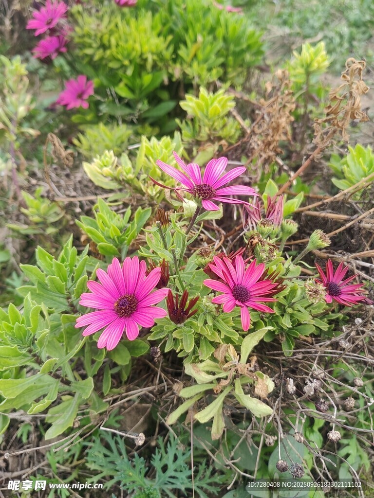 娇艳绽放的多彩非洲菊