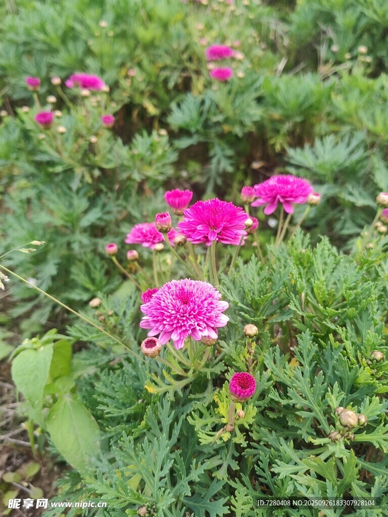 娇艳粉色花朵绽放于绿地