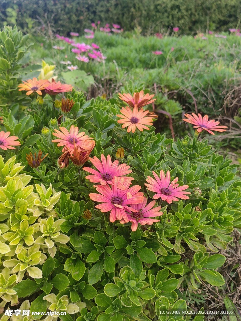 花丛中的多彩花朵绽放