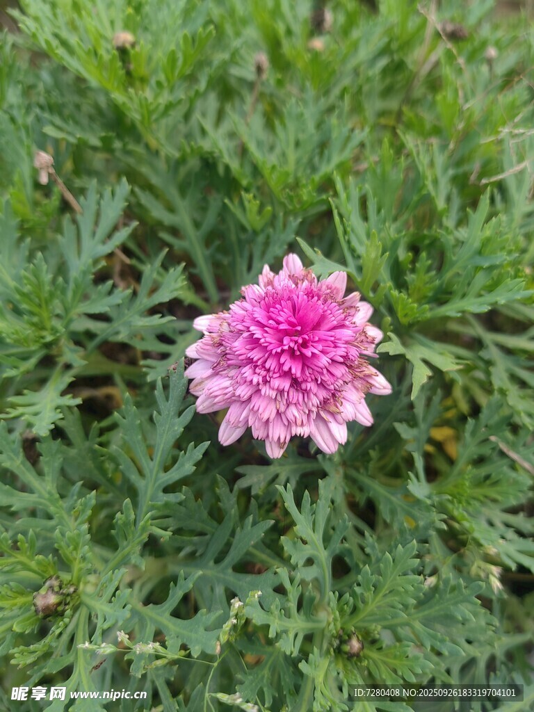粉色雏菊绽于绿叶间