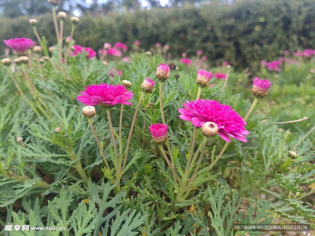 田野中的艳丽粉色花朵