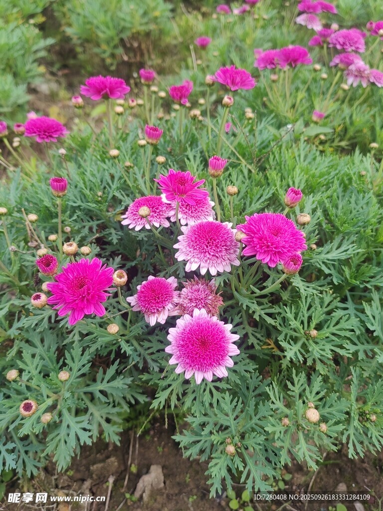 粉色雏菊绽放于绿地