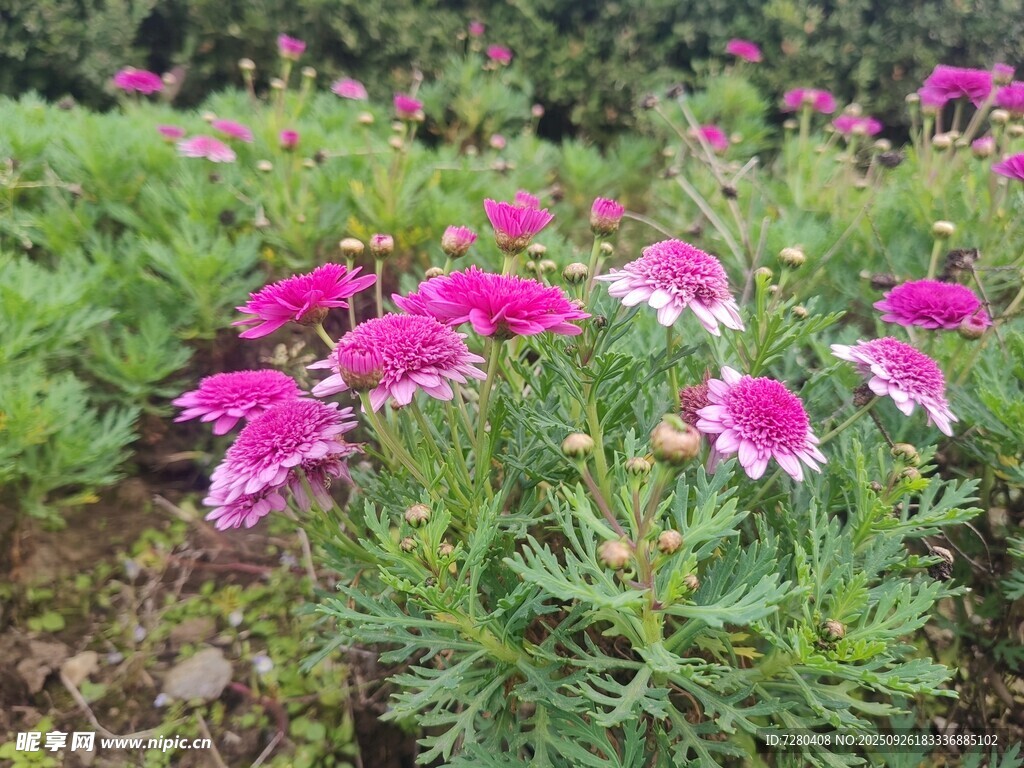 娇艳石竹绽放于绿野