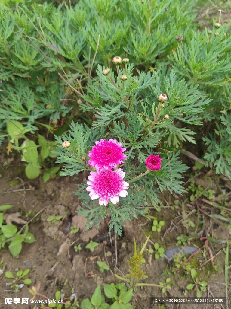 田野中的艳丽石竹花