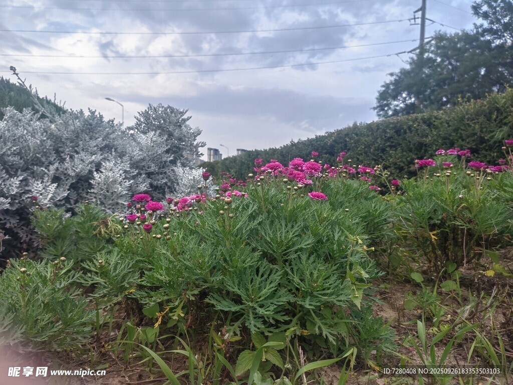 山间烂漫花丛景色