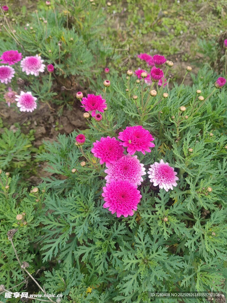 粉色绚烂花丛绽放美景