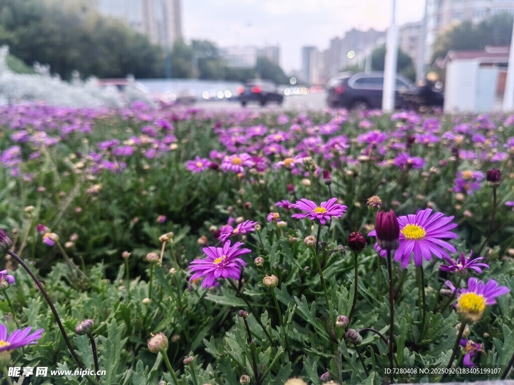 紫色花丛绽放生机