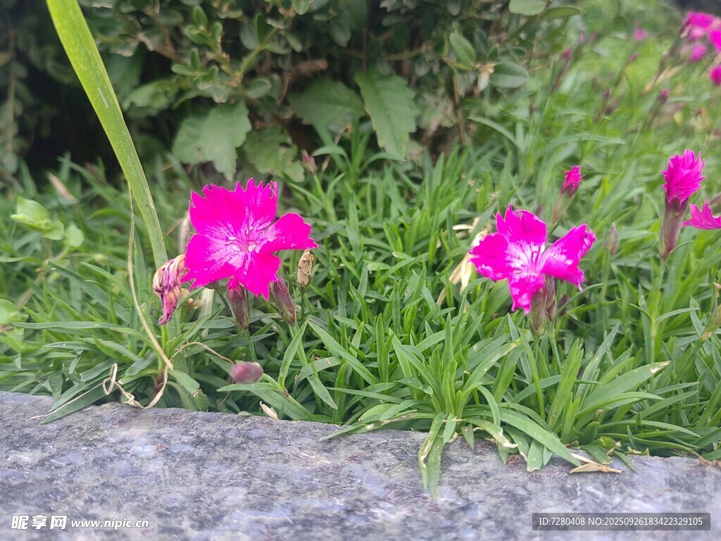 石缝间绽放的娇艳粉色小花