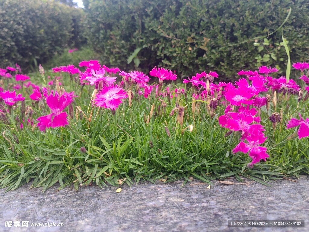艳丽粉色花丛点缀草地