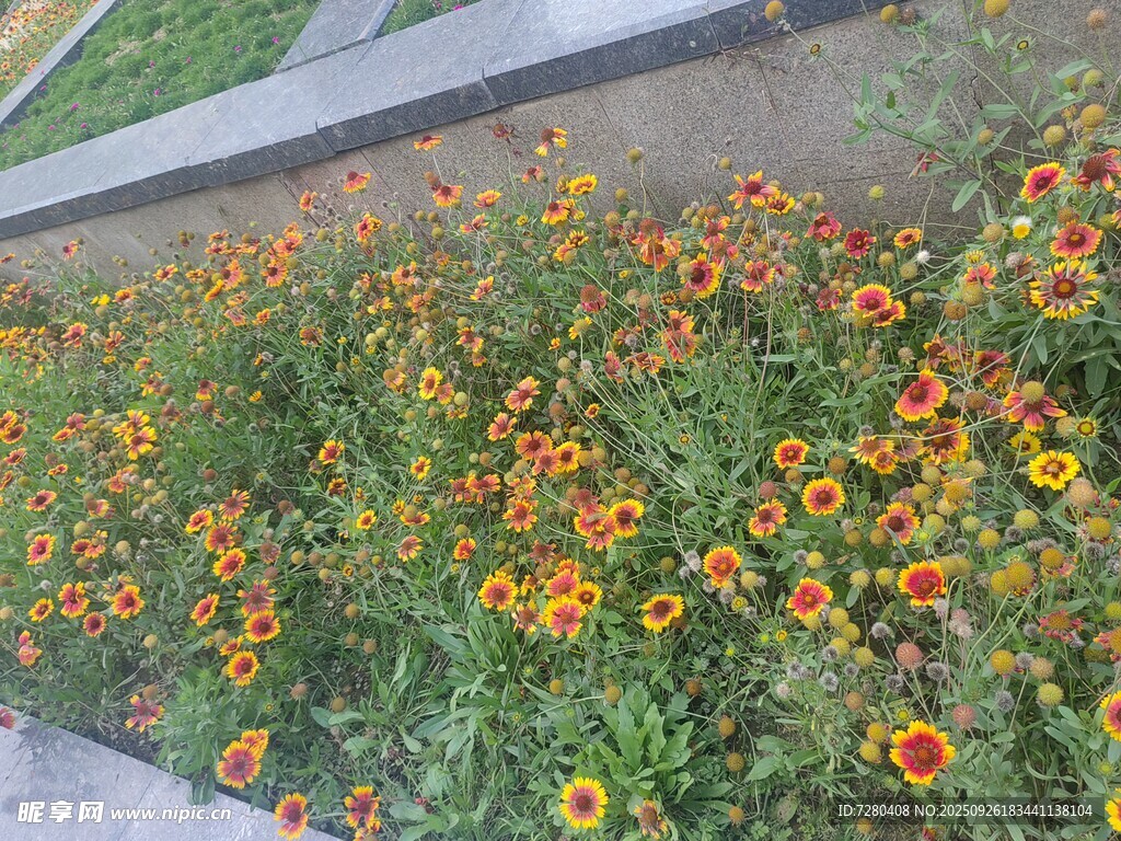 多彩花卉绽放于路边