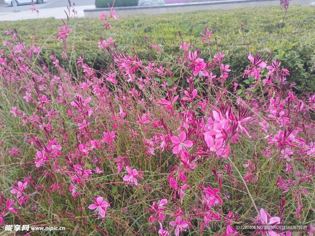 粉色烂漫花丛绽放