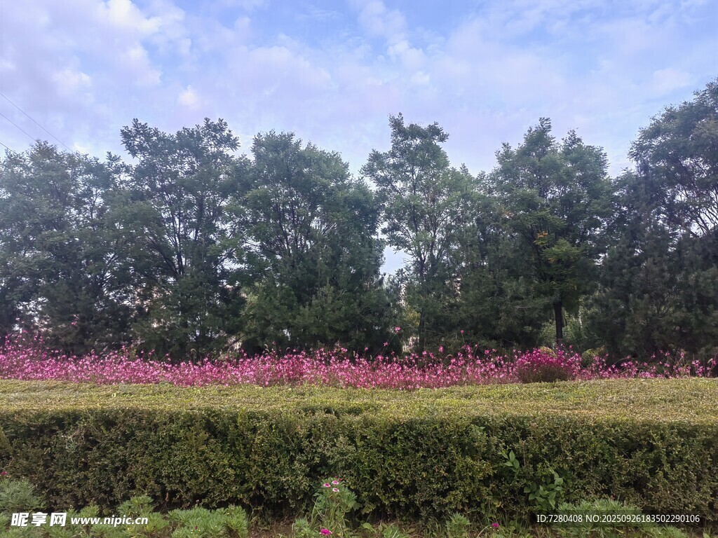 花海绿树间的美丽景致