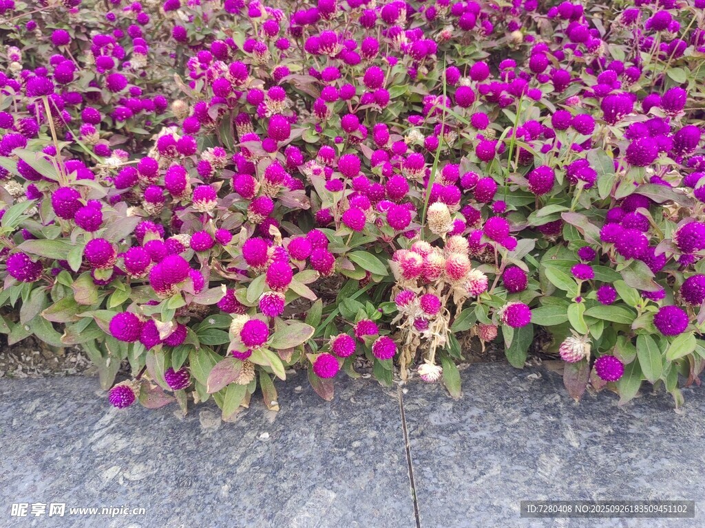 紫色花卉铺满地面景观