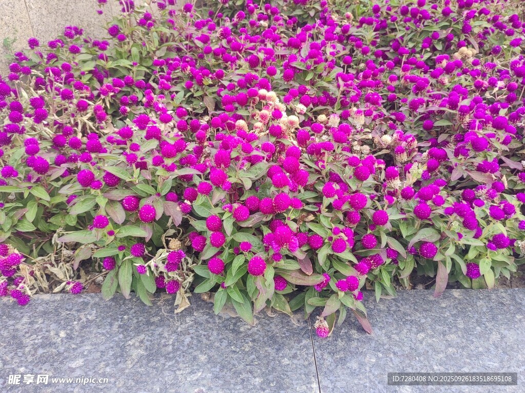 艳丽紫花绽放