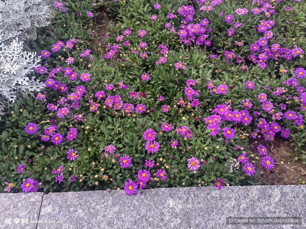路边绽放的紫色美丽小花