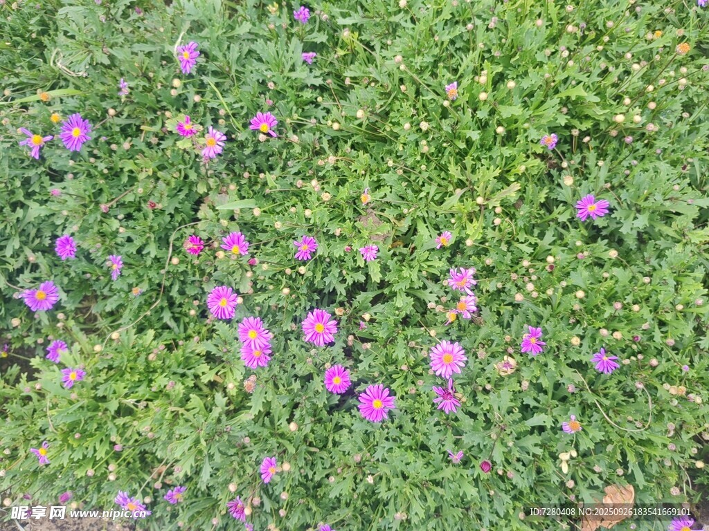 绿草间绽放的紫色小花