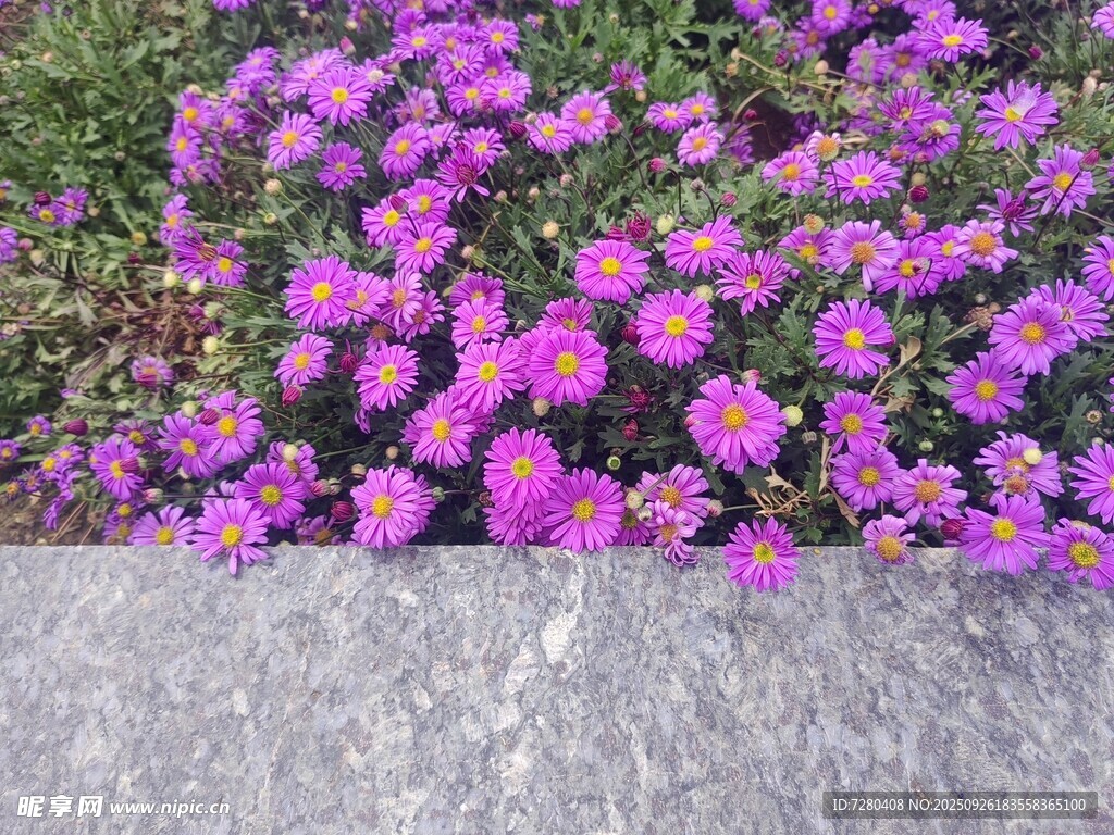 石边绽放的绚烂紫花