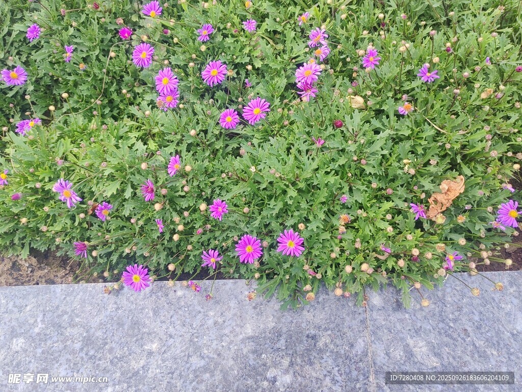 路边绽放的紫色小花