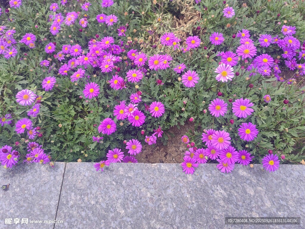 绽放的紫色小花