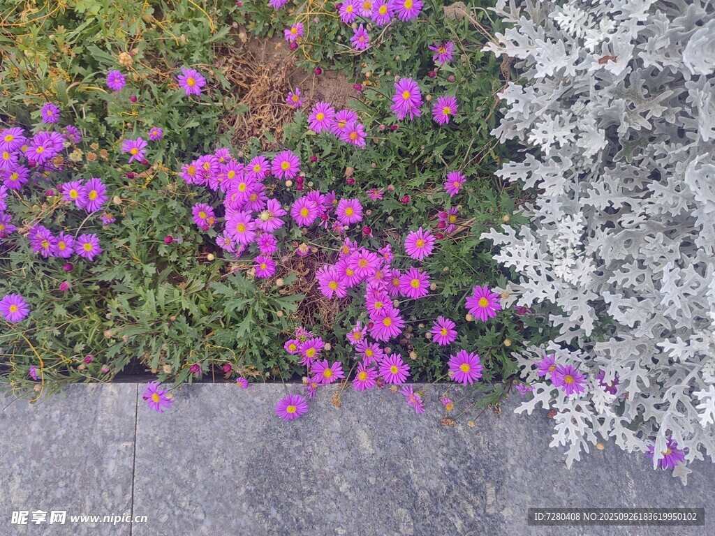 石边绽放的紫色小花