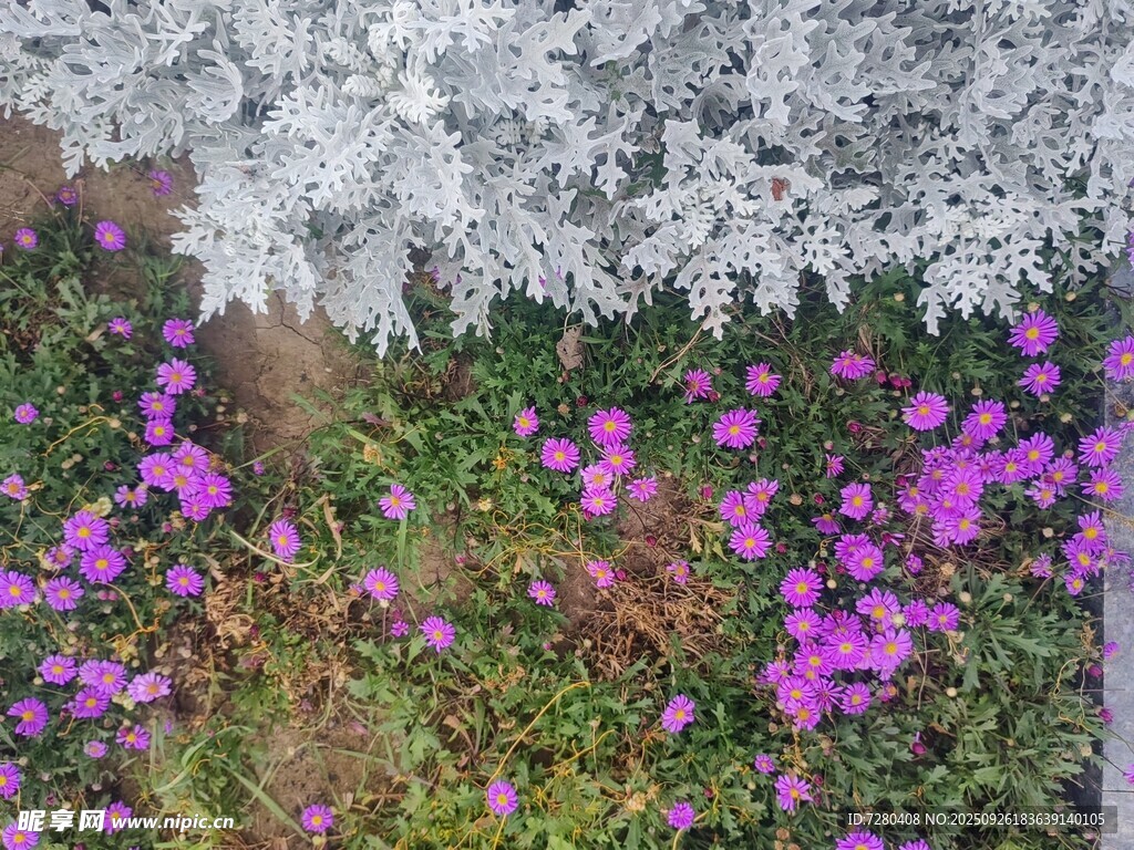 繁花似锦蕾丝窗帘添诗意