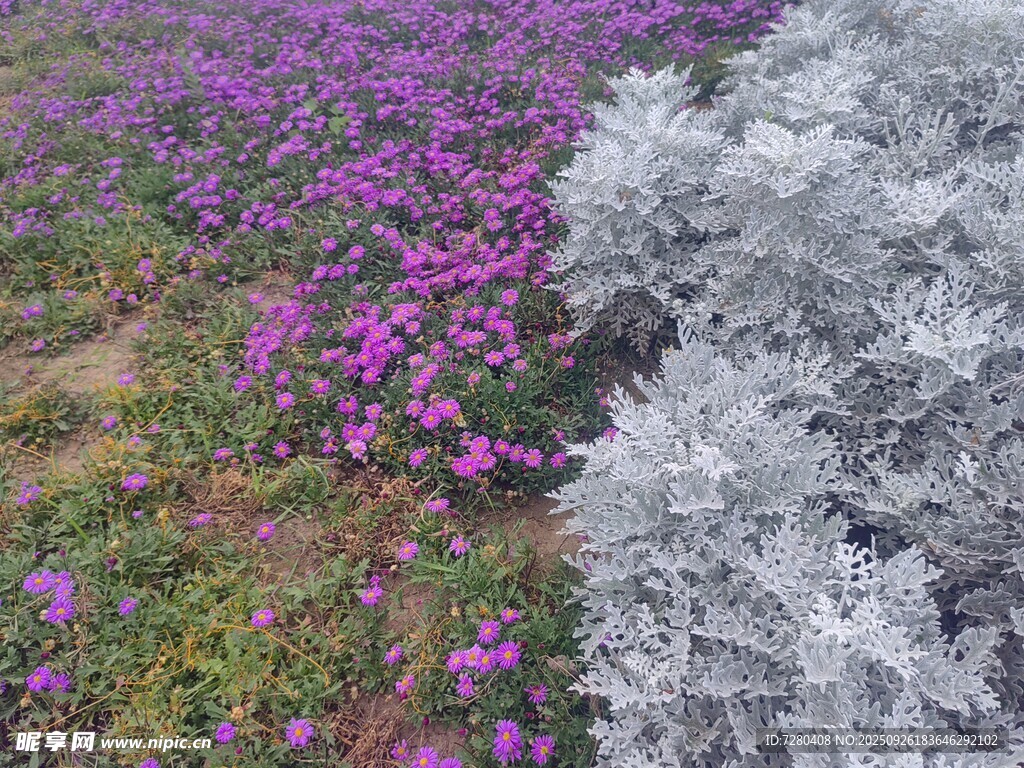 紫色花卉与银叶植物景观