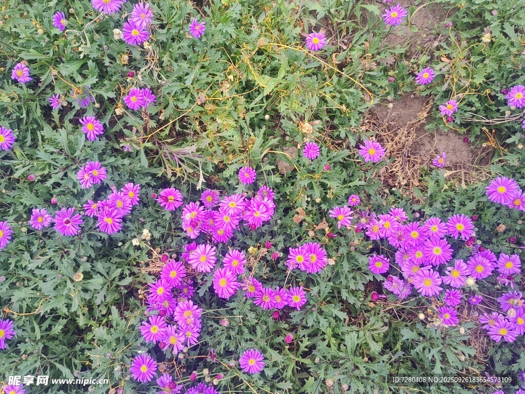紫色小花铺满绿地